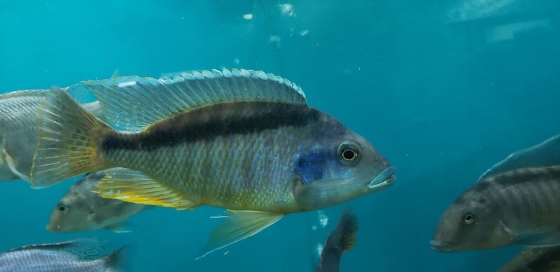 Mylochromis melanonotus 'Luwala Reef'